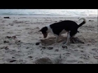 Dog @ Havelock Island - Beach No.5 (Orient Legend Resort)