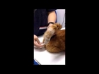 Pets Central Veterinary Asisstant Class_Chapter 2: How to take a cat's temperature?