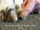 How to cut a dogs nails - Bonnie Dogs