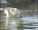 That's right, dog catching one big ass fish