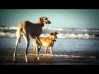 RACE THE WIND 8 # Sloughi Beach I / Sighthounds beauty & performance