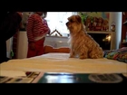 Lina Yorkshire Terrier - Tricks