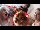 SURPRISING THEM WITH WORLD'S CUTEST PUPPY!!