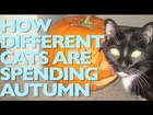 How Different Cats Are Spending Autumn