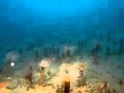 IMAX DEEP SEA 3D TRAILER - Deniz altından eşşiz görüntüler