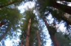 Nature: Redwoods