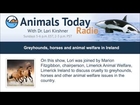 Greyhounds, horses and animal welfare in Ireland