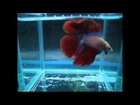 Available: Doubletail Betta Male (Fighting Fish)