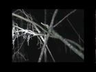 Search for Squatch - Thermal Footage WCTV