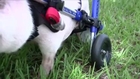 Meet Chris P. Bacon: The Wheelchair Pig