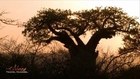 Visit the Ba-Phalaborwa Municipality in Limpopo, South Africa