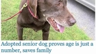 Senior Dog Saves Family's Life