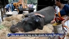Mumbai fights for ailing elephant's life
