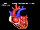 Human Anatomy - Heart circulatory system