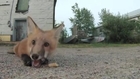 Cute Fox Enjoys a Biscuit